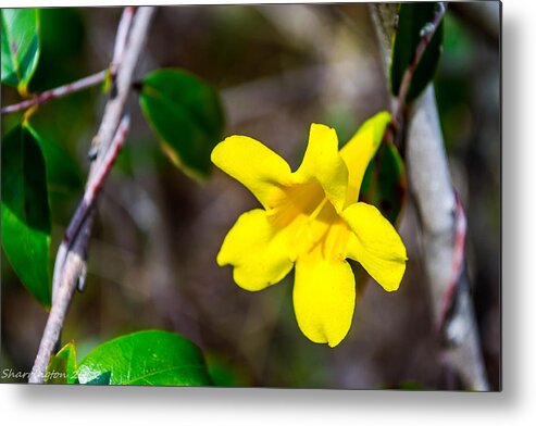Flowers Metal Print featuring the photograph Yellow by Shannon Harrington