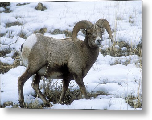 Sandra Metal Print featuring the photograph Yellowstone Big Horn Sheep by Sandra Bronstein