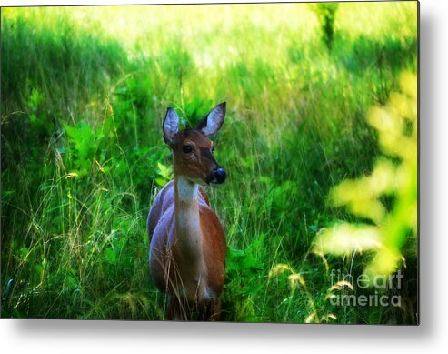 Landscape Metal Print featuring the photograph Young Deer by Peggy Franz