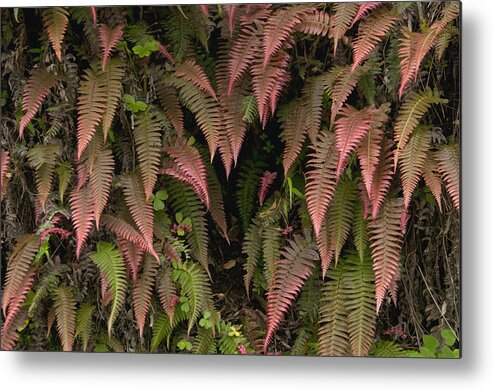 Mp Metal Print featuring the photograph Young Ferns In Temperate Forest, Ecuador by Murray Cooper