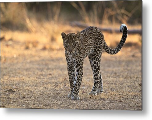Africa Metal Print featuring the photograph Young male leopard by Johan Elzenga