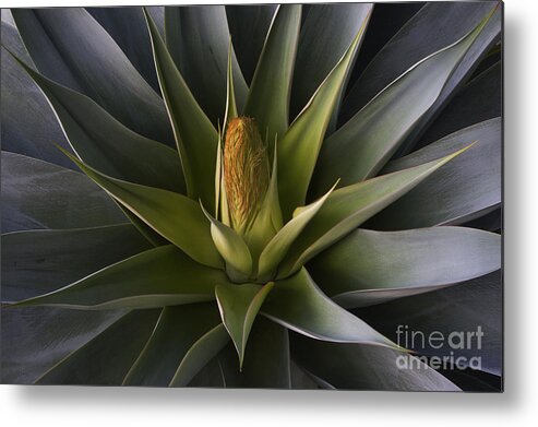 Mexico_d868 Metal Print featuring the photograph Yucca Bloon by Craig Lovell