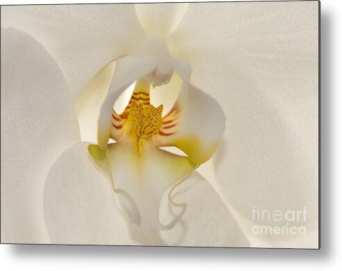 Orchid Metal Print featuring the photograph In the Heart of the Orchid by Sandra Bronstein