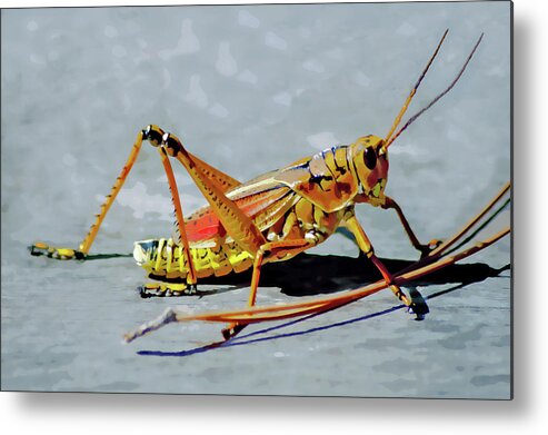 Lubber Grasshopper Metal Print featuring the digital art 15- Lubber Grasshopper by Joseph Keane