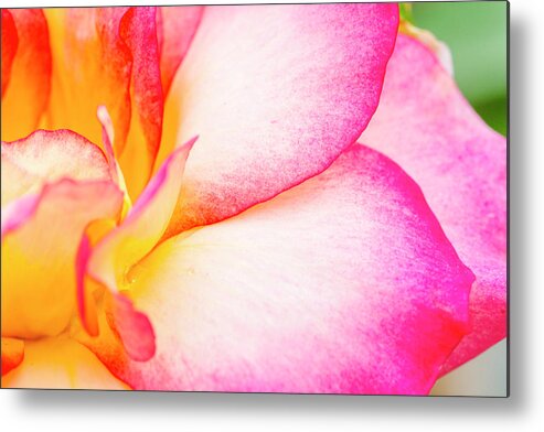 Valentine Metal Print featuring the photograph Abstract Rose Petals #1 by Teri Virbickis