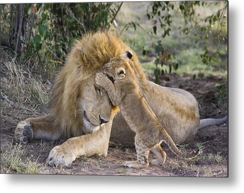 00761329 Metal Print featuring the photograph African Lion Cub Playing With Adult #1 by Suzi Eszterhas
