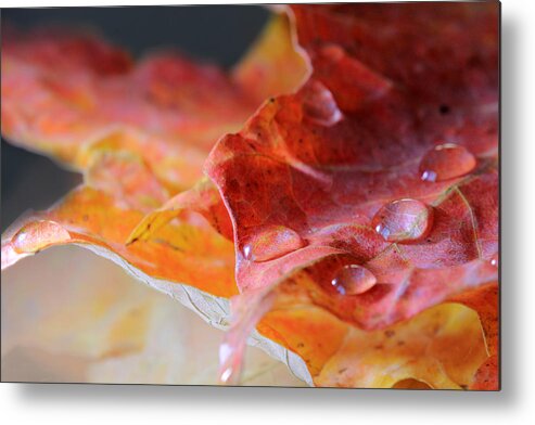 Leaves Metal Print featuring the photograph After the Rain #1 by Angela Murdock