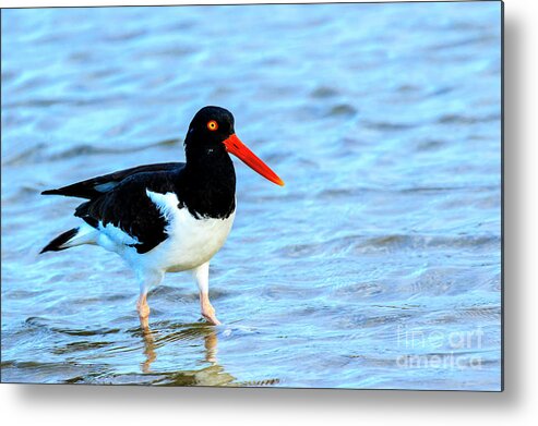 American Oystercatcher Metal Print featuring the photograph American Oystercatcher #1 by Ben Graham