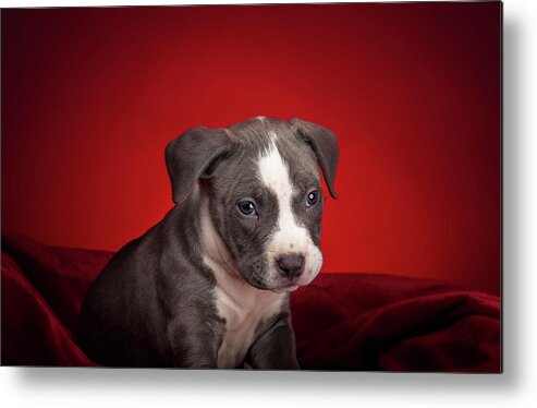 Adorable Metal Print featuring the photograph American Pitbull Puppy #1 by Peter Lakomy