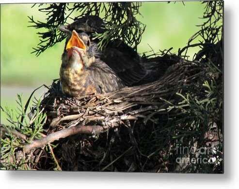 Robin Metal Print featuring the photograph American Robin nestlings #1 by Adam Long