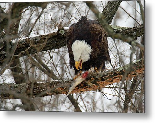 Bald Eagle Metal Print featuring the photograph An Eagles Meal #1 by Brook Burling