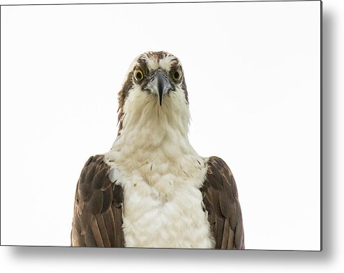 Osprey Metal Print featuring the photograph An Osprey's Stare #1 by Tony Hake