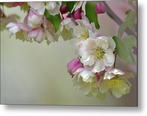 Flower Metal Print featuring the photograph Apple Blossoms by Ann Bridges