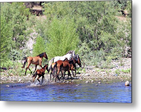River Metal Print featuring the photograph Arizona Wild Horses #1 by Matalyn Gardner