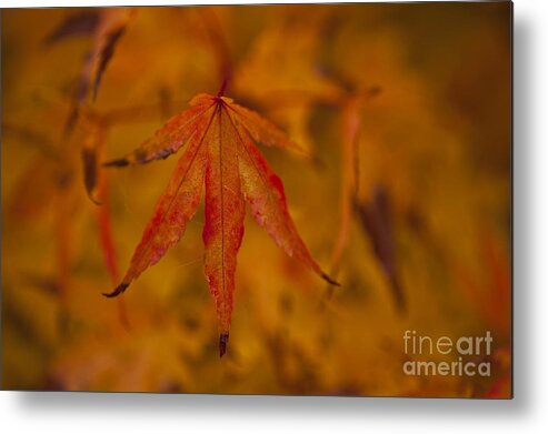 Pacific Northwest Metal Print featuring the photograph Autumn Colors #1 by Jim Corwin