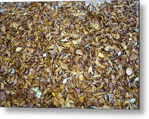 Autumn Metal Print featuring the photograph Autumn leaves #1 by Perry Van Munster