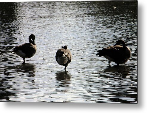 Geese Metal Print featuring the photograph Balancing act #1 by Meagan Visser