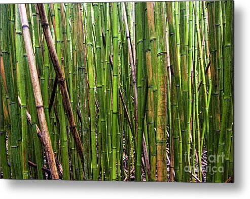 Bamboo Metal Print featuring the photograph Bamboo #1 by Baywest Imaging