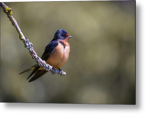 Swallow Metal Print featuring the photograph Barn Swallow #1 by Kathy King