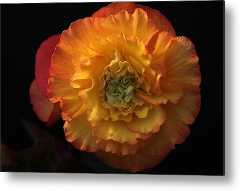 Flower Metal Print featuring the photograph Billowy Ruffles by Tammy Pool