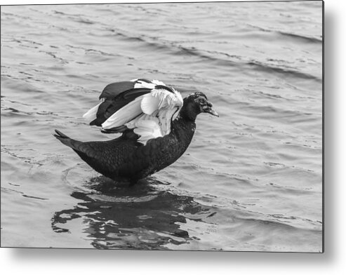 Black And White Metal Print featuring the photograph Black and White 12 #1 by Jimmy McDonald