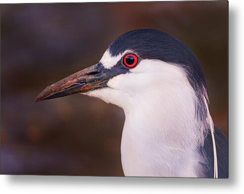 Animal Metal Print featuring the photograph Black-Crowned Night Heron #1 by Brian Cross