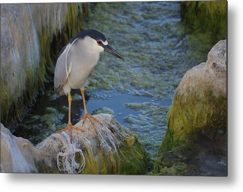 Anglesea Metal Print featuring the photograph Black Crowned Night Heron #1 by Greg Graham