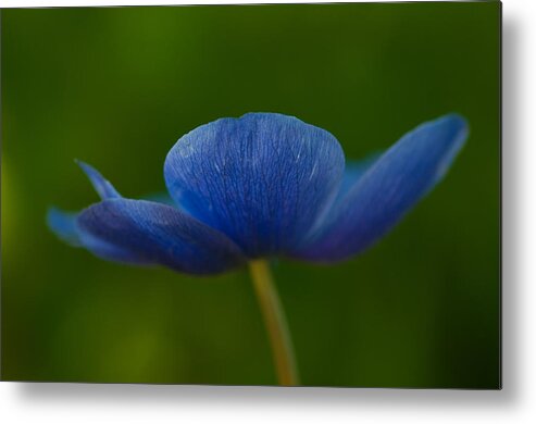 Flower Metal Print featuring the photograph Blue Star #1 by Carolyn D'Alessandro