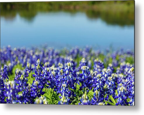 Austin Metal Print featuring the photograph Bluebonnets #1 by Raul Rodriguez