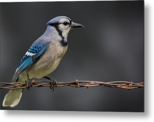 Bluejay Metal Print featuring the photograph Bluejay #1 by Larry Pacey