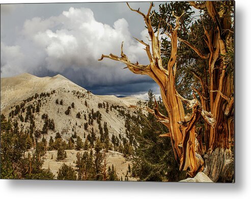 Bristlecone Pine Metal Print featuring the photograph Bristlecone Pine tree 7 by Duncan Selby