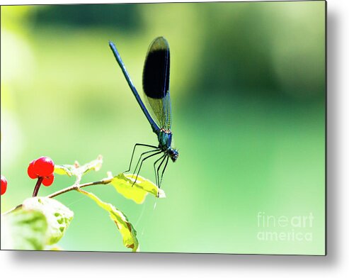 Countryside Metal Print featuring the photograph Broad-winged Damselfly, Dragonfly by Amanda Mohler