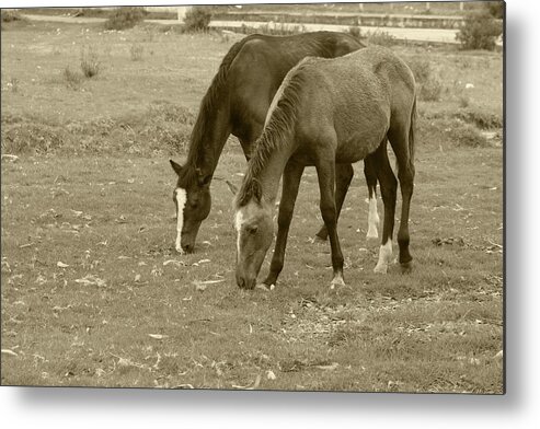 Horse Metal Print featuring the photograph Brown Horses Grazing #1 by Robert Hamm