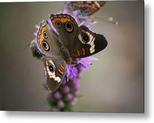 Butterfly Metal Print featuring the photograph Buckeye Butterfly by Cathy Harper