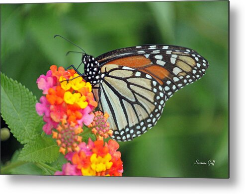 Butterfly Metal Print featuring the photograph Butterfly Beauty #1 by Suzanne Gaff