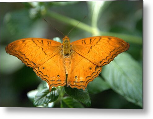Butterfly Metal Print featuring the photograph Butterfly by Jerry Cahill