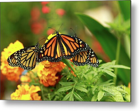 Monarch Butterflies Metal Print featuring the photograph Butterfly Monarchs on Mums #2 by Luana K Perez