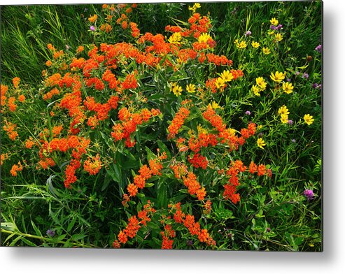 Butterfly Weed Metal Print featuring the photograph Butterfly Weed - Oxeye #1 by Ray Mathis