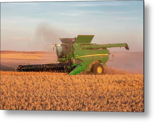 Chickpeas Metal Print featuring the photograph Chickpea Harvest #1 by Todd Klassy