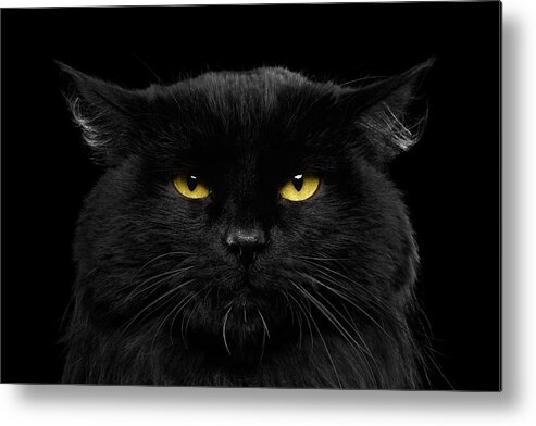 Black Metal Print featuring the photograph Close-up Black Cat with Yellow Eyes by Sergey Taran