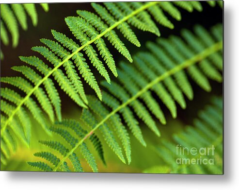 Forest Setting Metal Print featuring the photograph Close-up of Ferns #1 by Jim Corwin