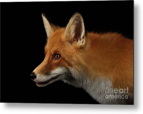 Fox Metal Print featuring the photograph Closeup Portrait of Red Fox in Profile Isolated on black by Sergey Taran
