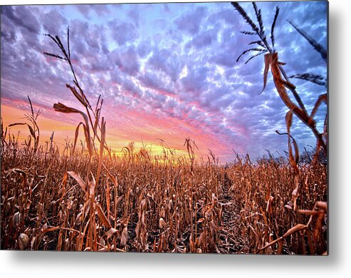 Sunset Metal Print featuring the photograph Corn Sunset 3 by Bonfire Photography