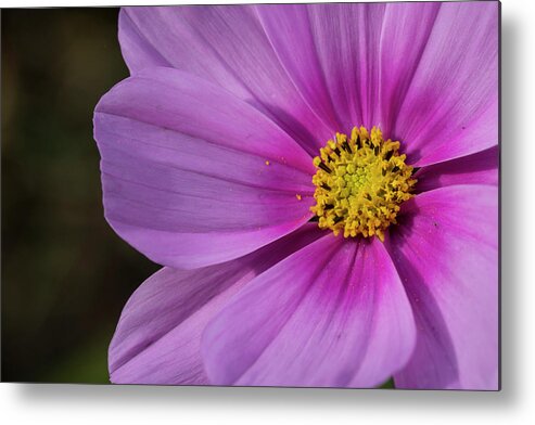 Flower Metal Print featuring the photograph Cosmos #1 by Elvira Butler