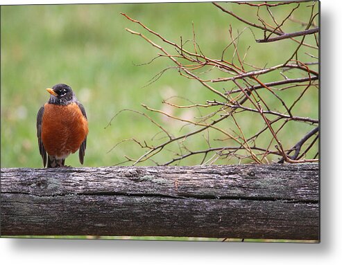 Red Robin Metal Print featuring the photograph Country Living #1 by Living Color Photography Lorraine Lynch