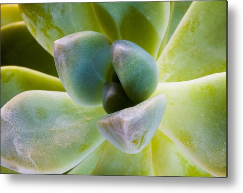 Beautiful Metal Print featuring the photograph Blue Pearl Plant by Raul Rodriguez