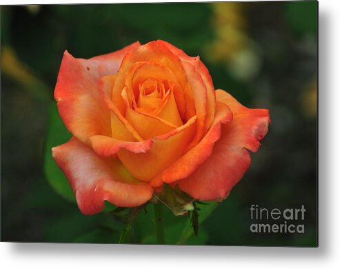 A Single Orange Rose Says: i Am Proud Of You Metal Print featuring the photograph Desire #1 by Nona Kumah