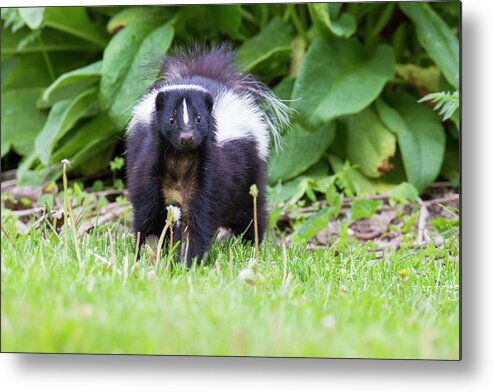 Striped Metal Print featuring the photograph Face to Face #1 by Mircea Costina Photography