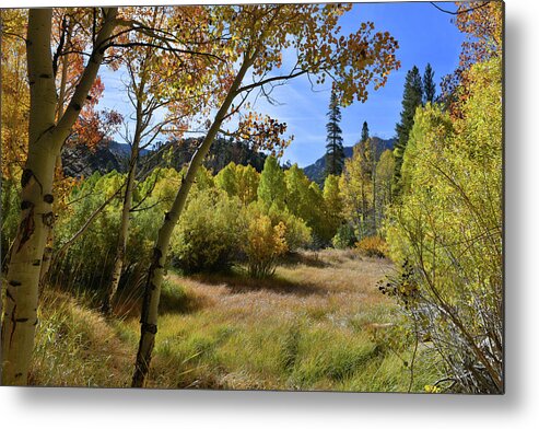 Fall Colors Metal Print featuring the photograph Fall In Bishop Creek #1 by Dung Ma