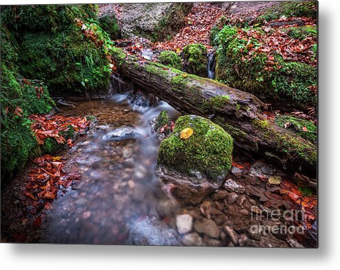Autumn Metal Print featuring the photograph Fall In The Woods by Hannes Cmarits